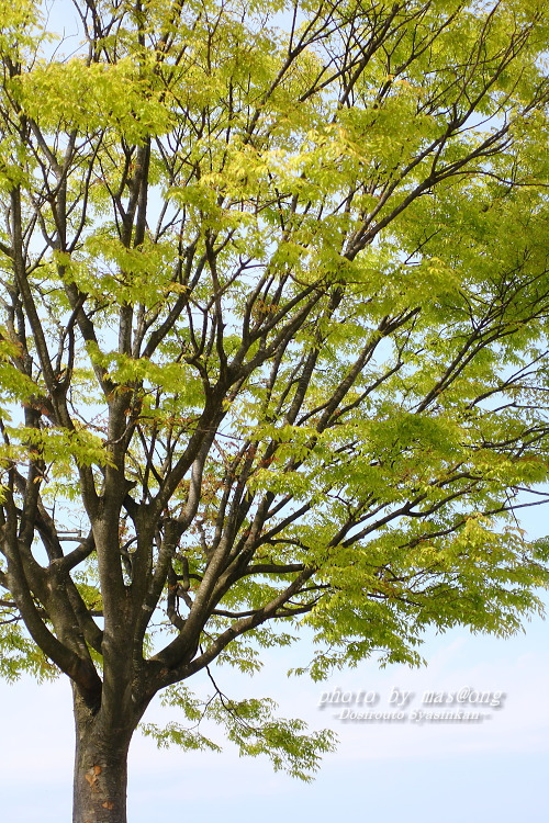 瓢湖の桜