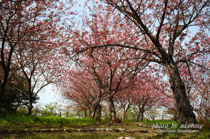 瓢湖の八重桜