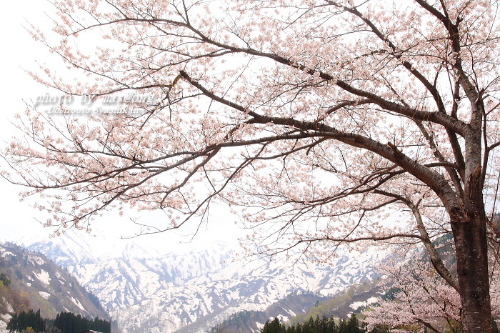 山形県小国町　マタギの里 小玉川の桜