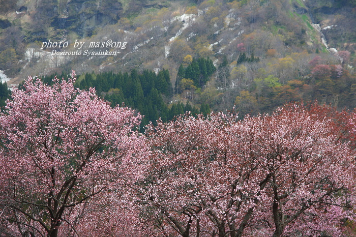 山形県小国町　マタギの里 小玉川の桜