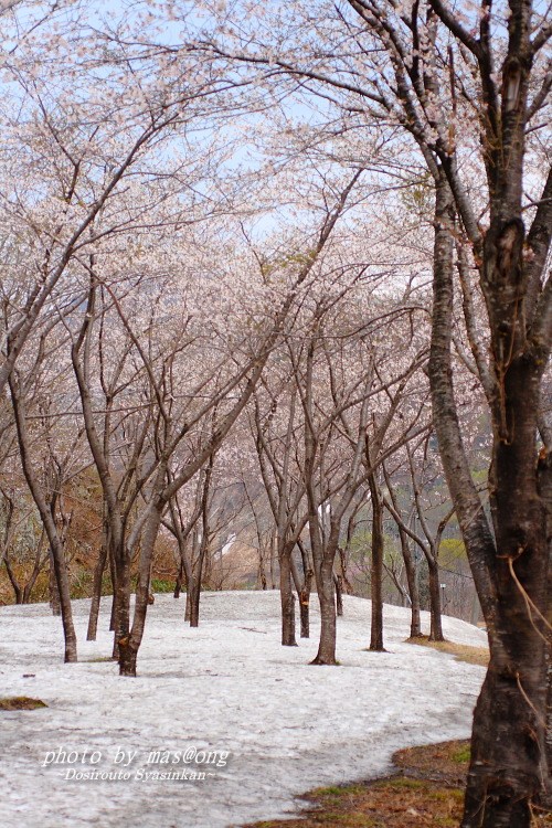 山形県小国町　マタギの里 小玉川の桜