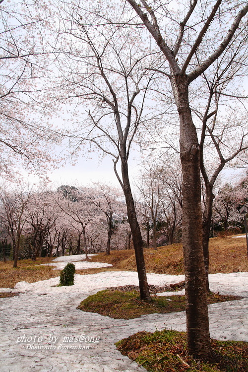 小国町 桜