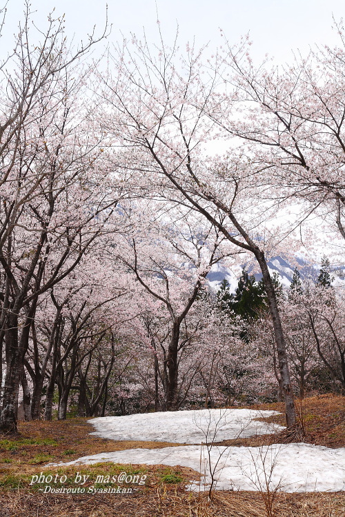 山形県小国町　マタギの里 小玉川の桜