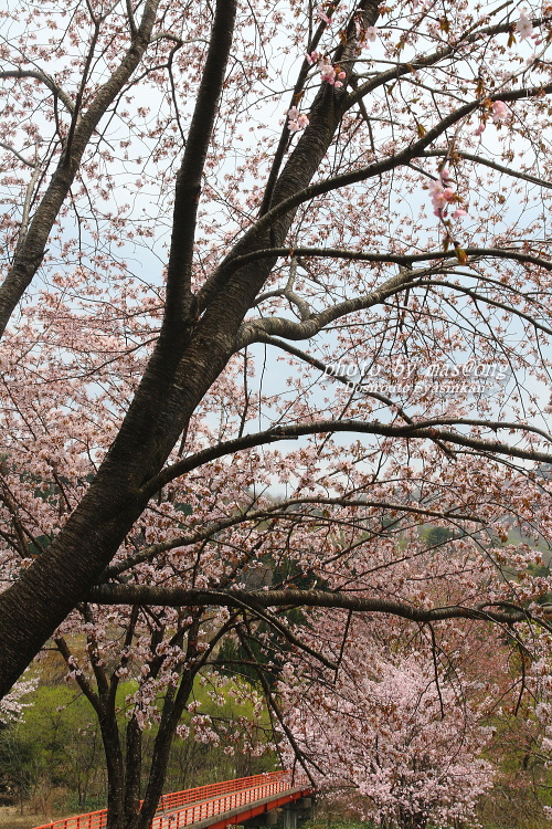 山形県小国町　マタギの里 小玉川の桜