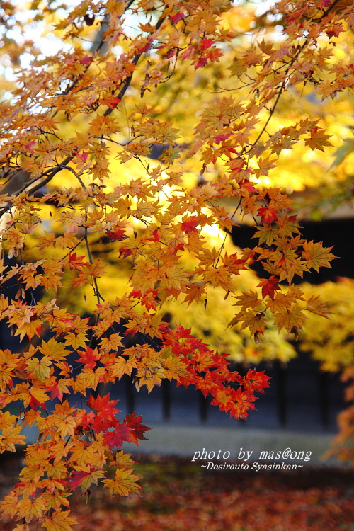 無為信寺の紅葉　阿賀野市