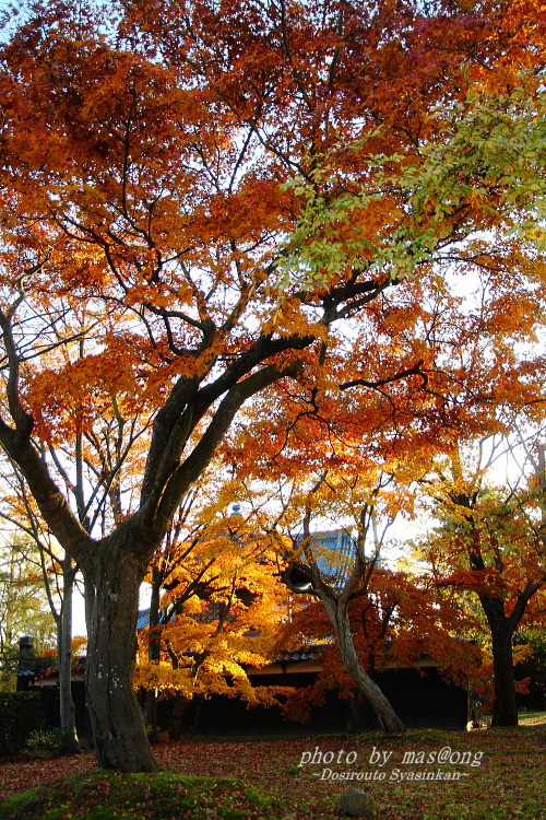 無為信寺の紅葉　阿賀野市