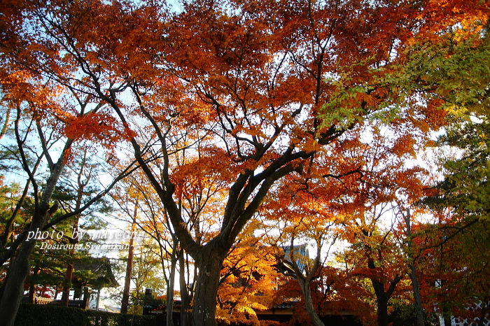 無為信寺の紅葉　阿賀野市