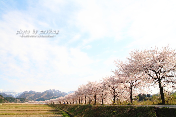 胎内市 桜ロード