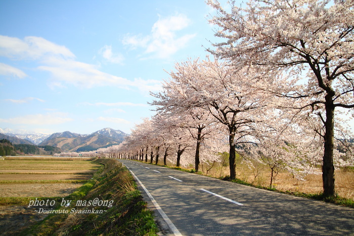 胎内市 桜ロード