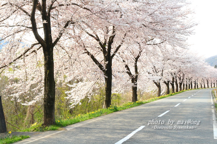 胎内市 桜ロード