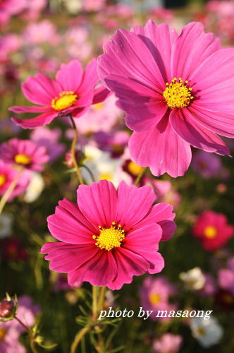 image.67.jpg
